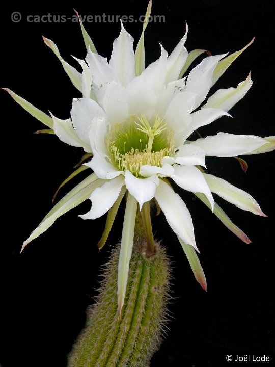 Trichocereus thelegonoides P1060205